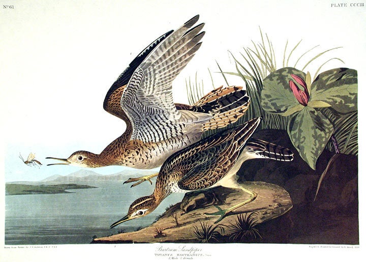 Item #7729 Bartram Sandpiper. From "The Birds of America" (Amsterdam Edition). John James AUDUBON.
