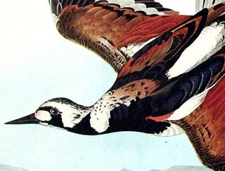 Turnstone. From "The Birds of America" (Amsterdam Edition)