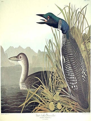 Item #7732 Great Northern Diver or Loon. From "The Birds of America" (Amsterdam...