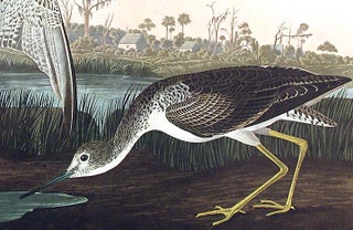 Tell-tale Godwit or Snipe. From "The Birds of America" (Amsterdam Edition)