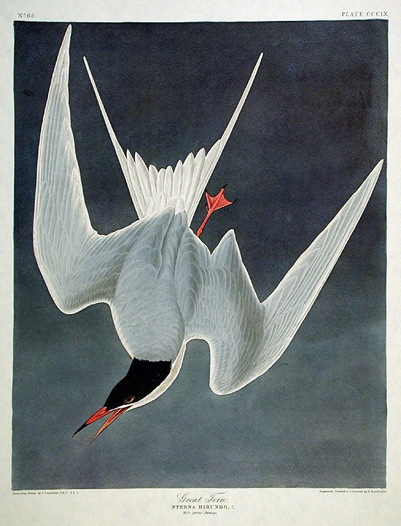 Item #7738 Great Tern. From "The Birds of America" (Amsterdam Edition). John James AUDUBON.