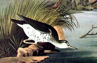Spotted Sandpiper. From "The Birds of America" (Amsterdam Edition)