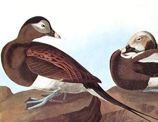 Long-tailed Duck. From "The Birds of America" (Amsterdam Edition)