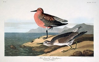 Item #7746 Red-breasted Sandpiper. From "The Birds of America" (Amsterdam Edition). John James...