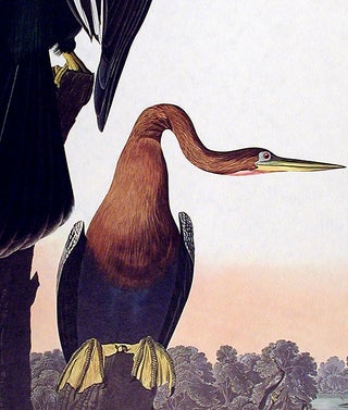 Black-bellied Darter. From "The Birds of America" (Amsterdam Edition)