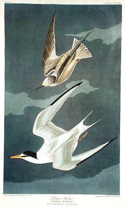 Item #7753 Lesser Tern. From "The Birds of America" (Amsterdam Edition). John James AUDUBON