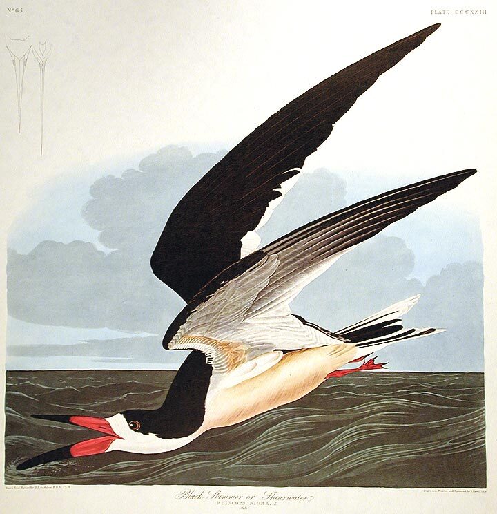 Item #7772 Black Skimmer or Shearwater. From "The Birds of America" (Amsterdam Edition). John James AUDUBON.