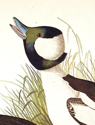 Buffel-headed Duck. From "The Birds of America" (Amsterdam Edition)