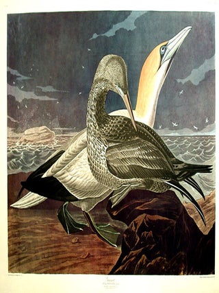 Item #7775 Gannet. From "The Birds of America" (Amsterdam Edition). John James AUDUBON
