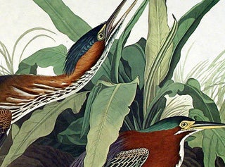 Green Heron. From "The Birds of America" (Amsterdam Edition)