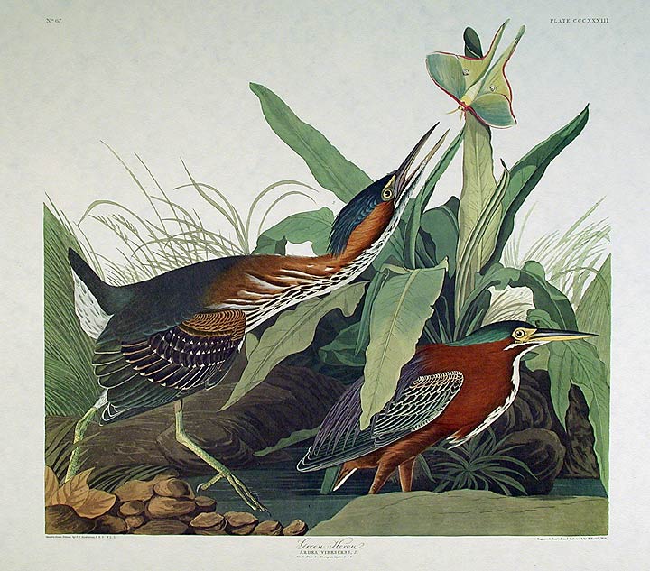 Item #7799 Green Heron. From "The Birds of America" (Amsterdam Edition). John James AUDUBON.