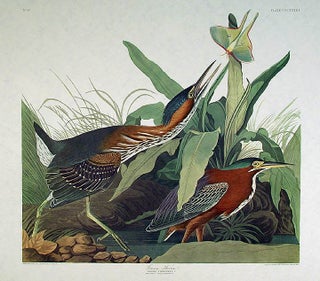 Item #7799 Green Heron. From "The Birds of America" (Amsterdam Edition). John James AUDUBON