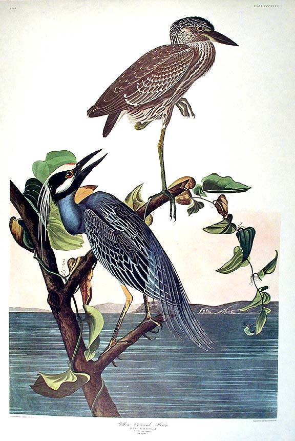 Item #7802 Yellow-Crowned Heron. From "The Birds of America" (Amsterdam Edition). John James AUDUBON.