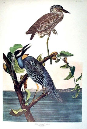 Item #7802 Yellow-Crowned Heron. From "The Birds of America" (Amsterdam Edition). John James AUDUBON
