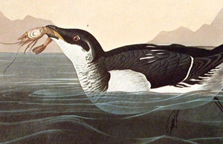 Little Auk. From "The Birds of America" (Amsterdam Edition)