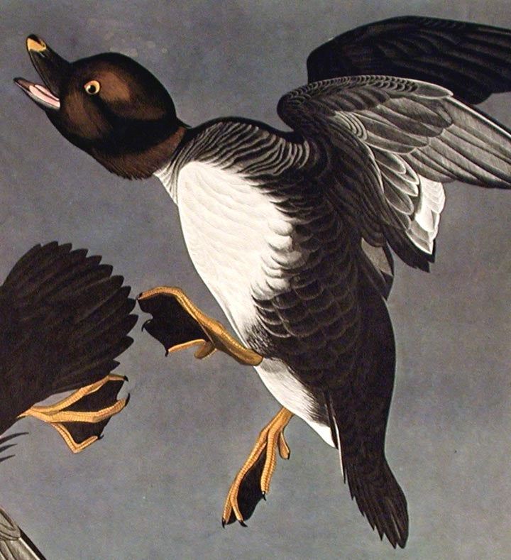 Common Goldeneye — Eastside Audubon Society