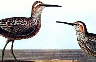 Long-legged Sandpiper. From "The Birds of America" (Amsterdam Edition)