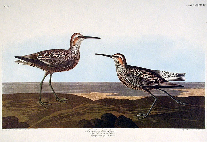 Item #7811 Long-legged Sandpiper. From "The Birds of America" (Amsterdam Edition). John James AUDUBON.