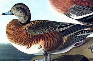 American Widgeon. From "The Birds of America" (Amsterdam Edition)