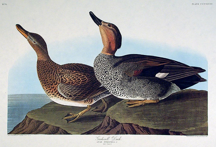 Item #7815 Gadwall Duck. From "The Birds of America" (Amsterdam Edition). John James AUDUBON.