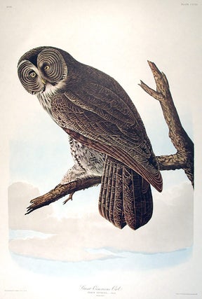 Item #7820 Great Cinereous Owl. From "The Birds of America" (Amsterdam Edition). John James AUDUBON