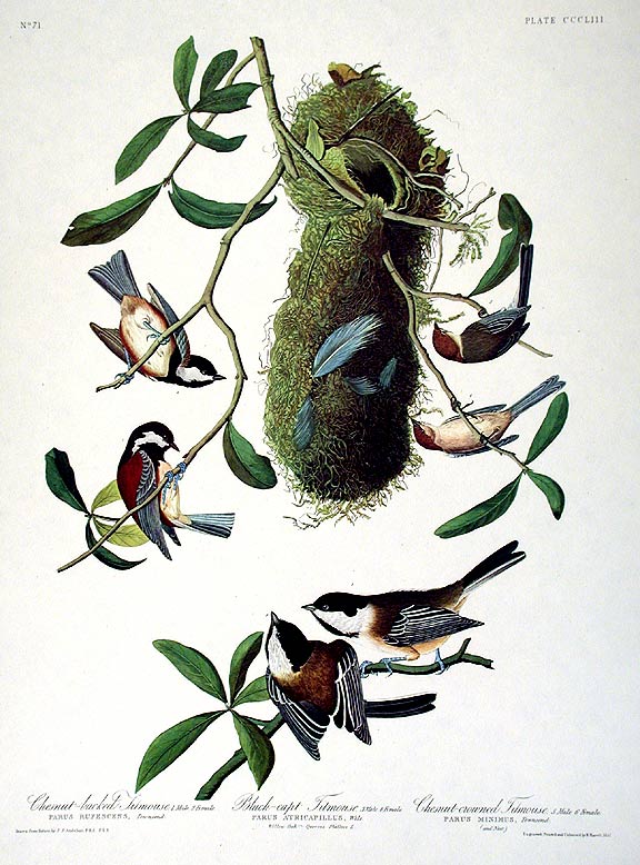 Item #7823 Chestnut-backed Titmouse, Black-capt Titmouse, Chestnut-crowned Titmouse. From "The Birds of America" (Amsterdam Edition). John James AUDUBON.