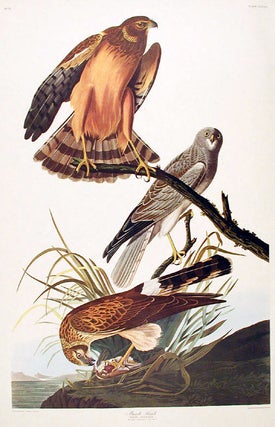 Item #7827 Marsh Hawk. From "The Birds of America" (Amsterdam Edition). John James AUDUBON