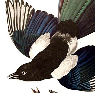 American Magpie. From "The Birds of America" (Amsterdam Edition)