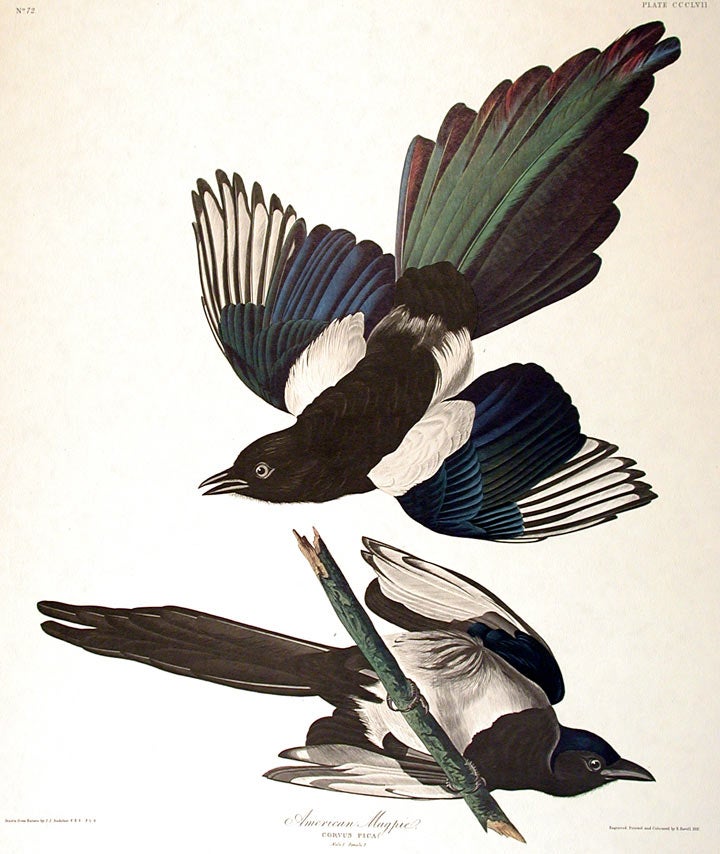 Item #7830 American Magpie. From "The Birds of America" (Amsterdam Edition). John James AUDUBON.