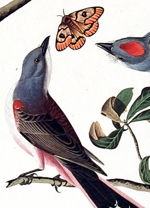 Arkansaw Flycatcher, Swallow-tailed Flycatcher, Says Flycatcher. From "The Birds of America" (Amsterdam Edition)