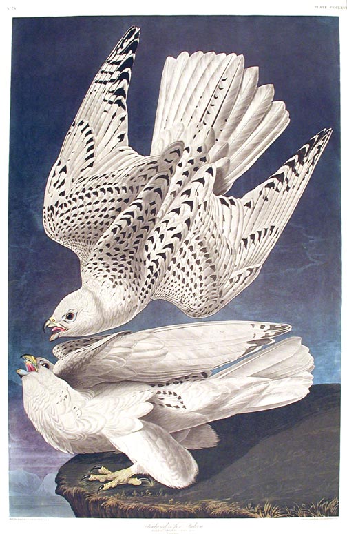 Item #7843 Iceland, or Jer Falcon. From "The Birds of America" (Amsterdam Edition). John James AUDUBON.
