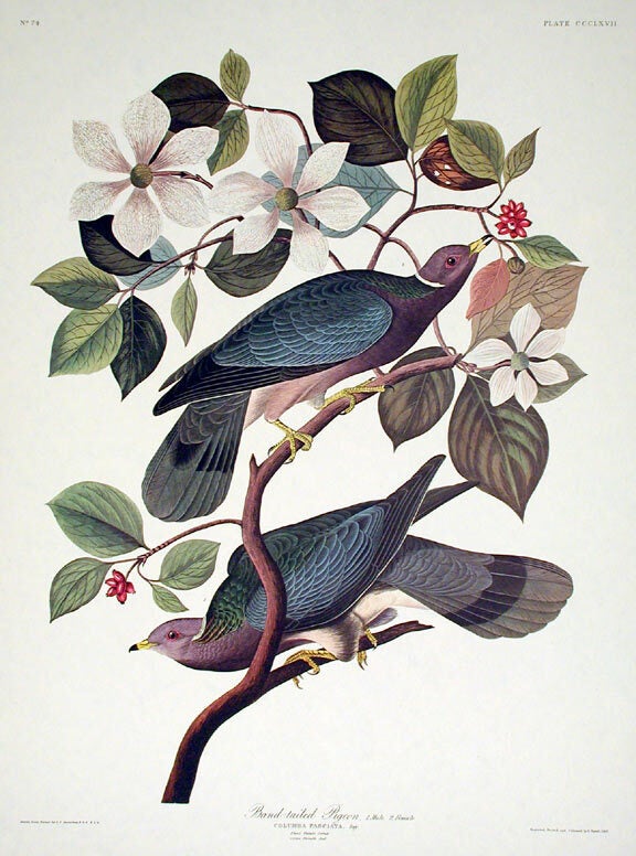 Item #7845 Band-tailed Pigeon. From "The Birds of America" (Amsterdam Edition). John James AUDUBON.