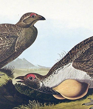 Cock of the Plains. From "The Birds of America" (Amsterdam Edition)