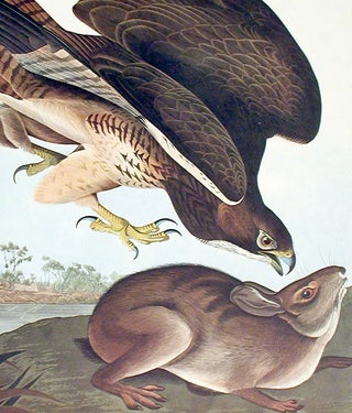 Common Buzzard. From "The Birds of America" (Amsterdam Edition)