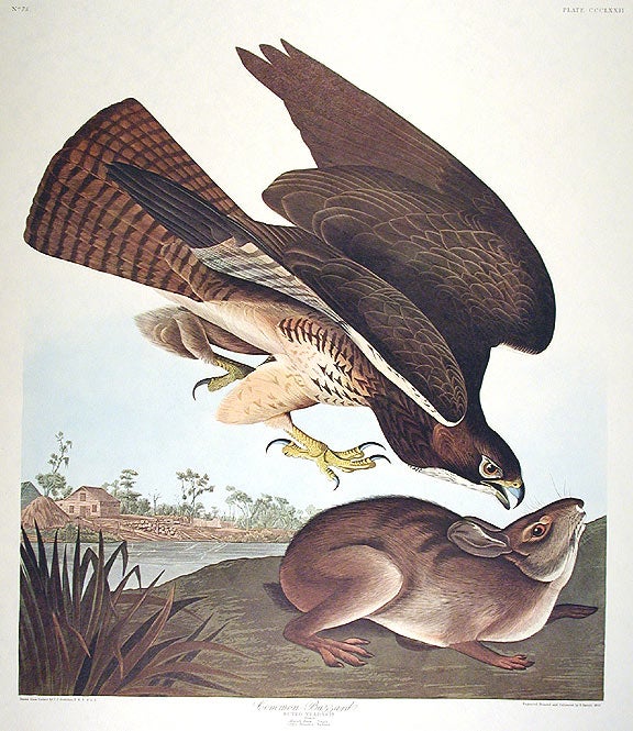 Item #7851 Common Buzzard. From "The Birds of America" (Amsterdam Edition). John James AUDUBON.