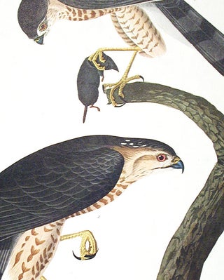 Sharp-shinned Hawk. From "The Birds of America" (Amsterdam Edition)
