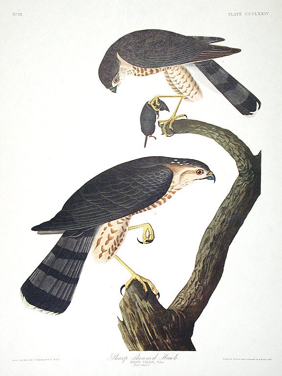 Item #7855 Sharp-shinned Hawk. From "The Birds of America" (Amsterdam Edition). John James AUDUBON.