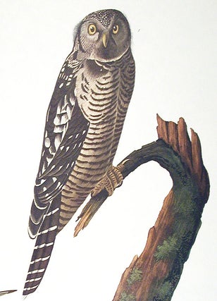 Hawk Owl. From "The Birds of America" (Amsterdam Edition)