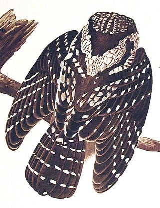 Tengmalm’s Owl. From "The Birds of America" (Amsterdam Edition)