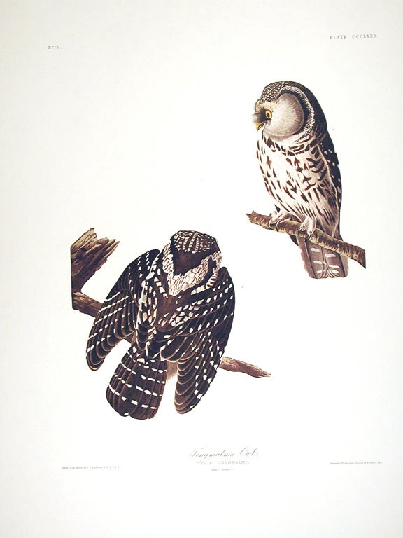 Item #7866 Tengmalm’s Owl. From "The Birds of America" (Amsterdam Edition). John James AUDUBON.