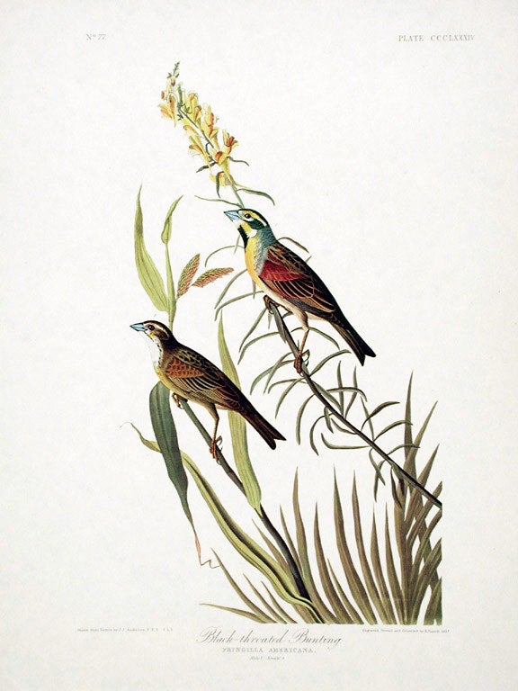 Item #7872 Black-throated Bunting. From "The Birds of America" (Amsterdam Edition). John James AUDUBON.