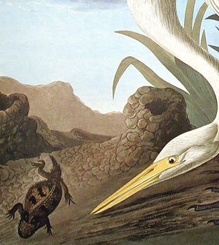 White Heron. From "The Birds of America" (Amsterdam Edition)