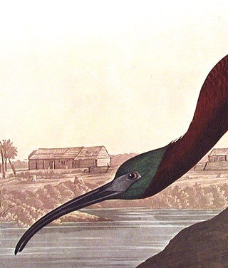 Glossy Ibis. From "The Birds of America" (Amsterdam Edition)