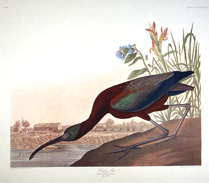 Item #7879 Glossy Ibis. From "The Birds of America" (Amsterdam Edition). John James AUDUBON.