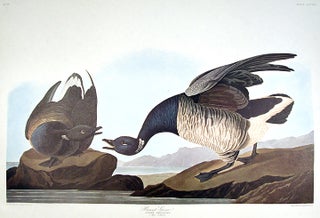 Item #7884 Brant Goose. From "The Birds of America" (Amsterdam Edition). John James AUDUBON