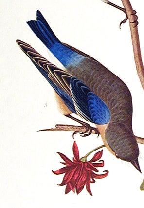 Townsend’s Warbler, Arctic Blue-bird, Western Blue-bird. From "The Birds of America" (Amsterdam Edition)