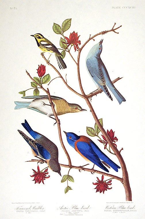 Item #7886 Townsend’s Warbler, Arctic Blue-bird, Western Blue-bird. From "The Birds of America" (Amsterdam Edition). John James AUDUBON.