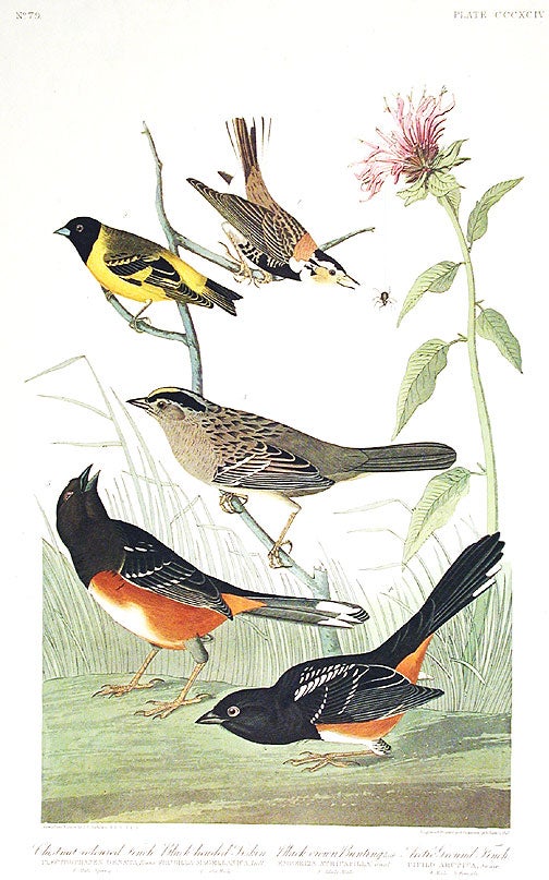 Item #7887 Chestnut-colored Finch, Black-headed Siskin, Black crown Bunting, Arctic Ground-Finch. From "The Birds of America" (Amsterdam Edition). John James AUDUBON.