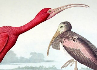 Scarlet Ibis. From "The Birds of America" (Amsterdam Edition)