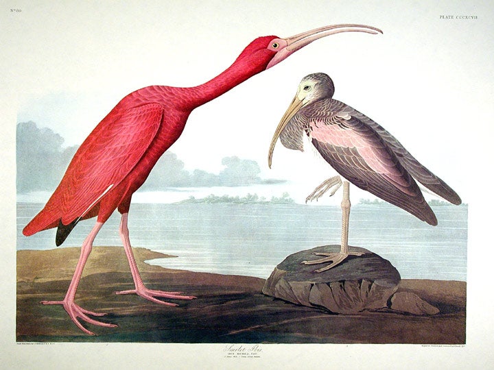 Item #7890 Scarlet Ibis. From "The Birds of America" (Amsterdam Edition). John James AUDUBON.